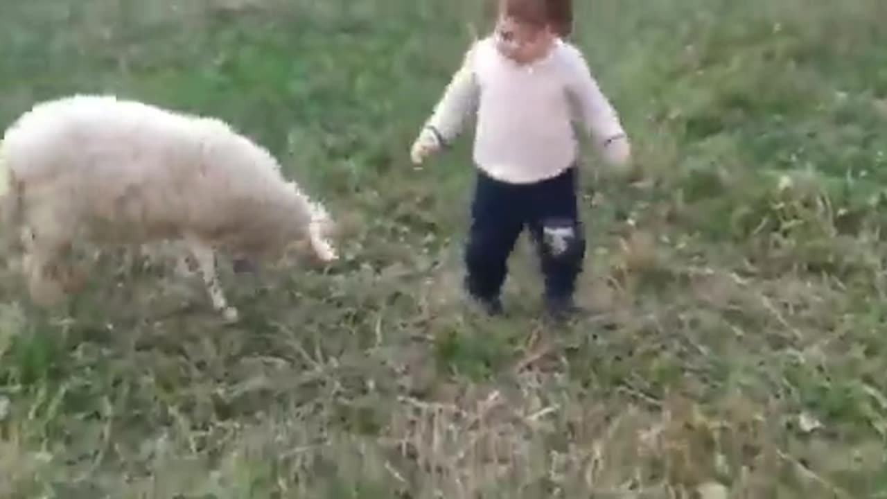 友達の子どもに対して世界一優しい頭突きをする羊
