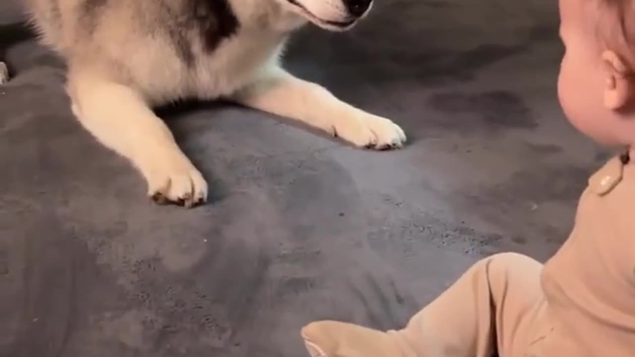 🐶🐺 Baby vs Husky: Ultimate Playdate Frenzy! | FunFM