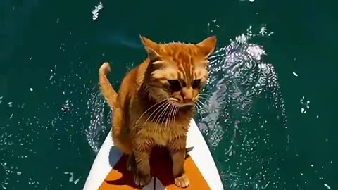 orange cat surfing