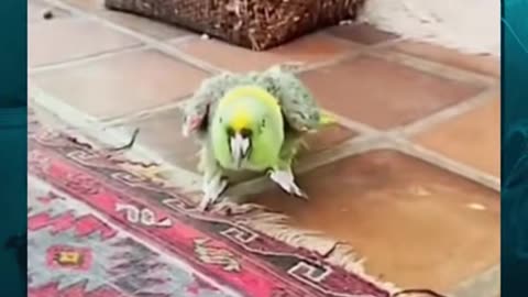😱👻 You Won't Believe What They Caught on Camera! Skinwalker Bird | TheHauntingHour