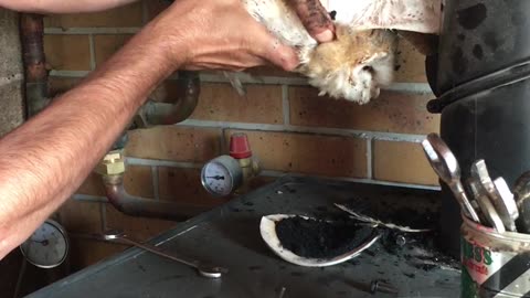 Baby Barn Owl Rescued From Chimney
