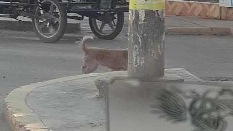 perrito perdido da vueltas vueltas