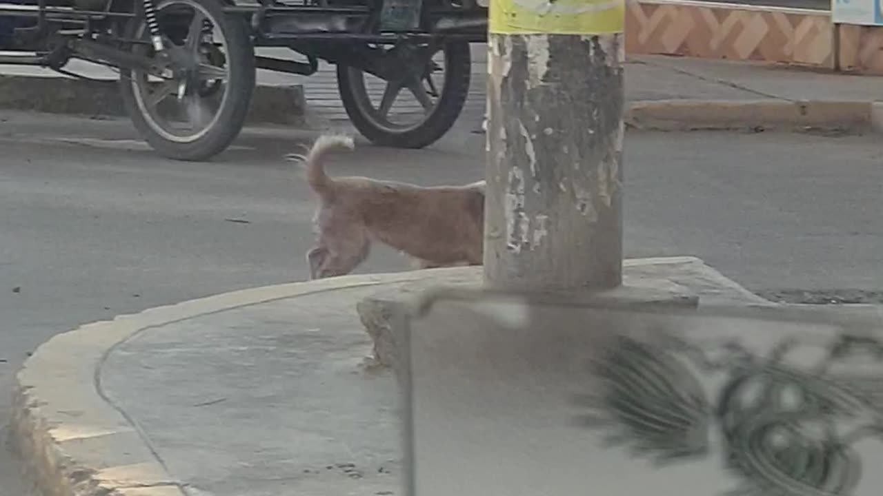 perrito perdido da vueltas vueltas