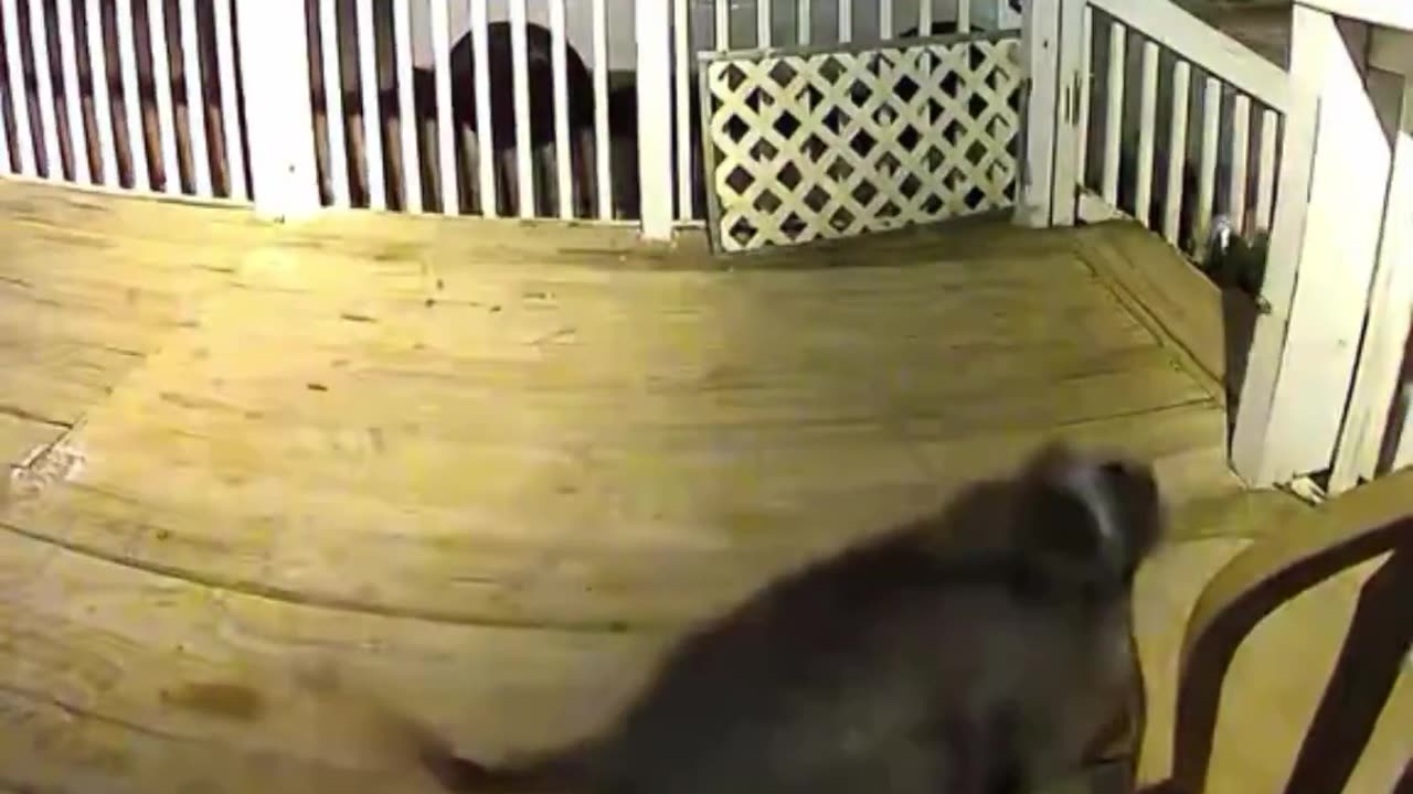 He brought a friend home.. 😅