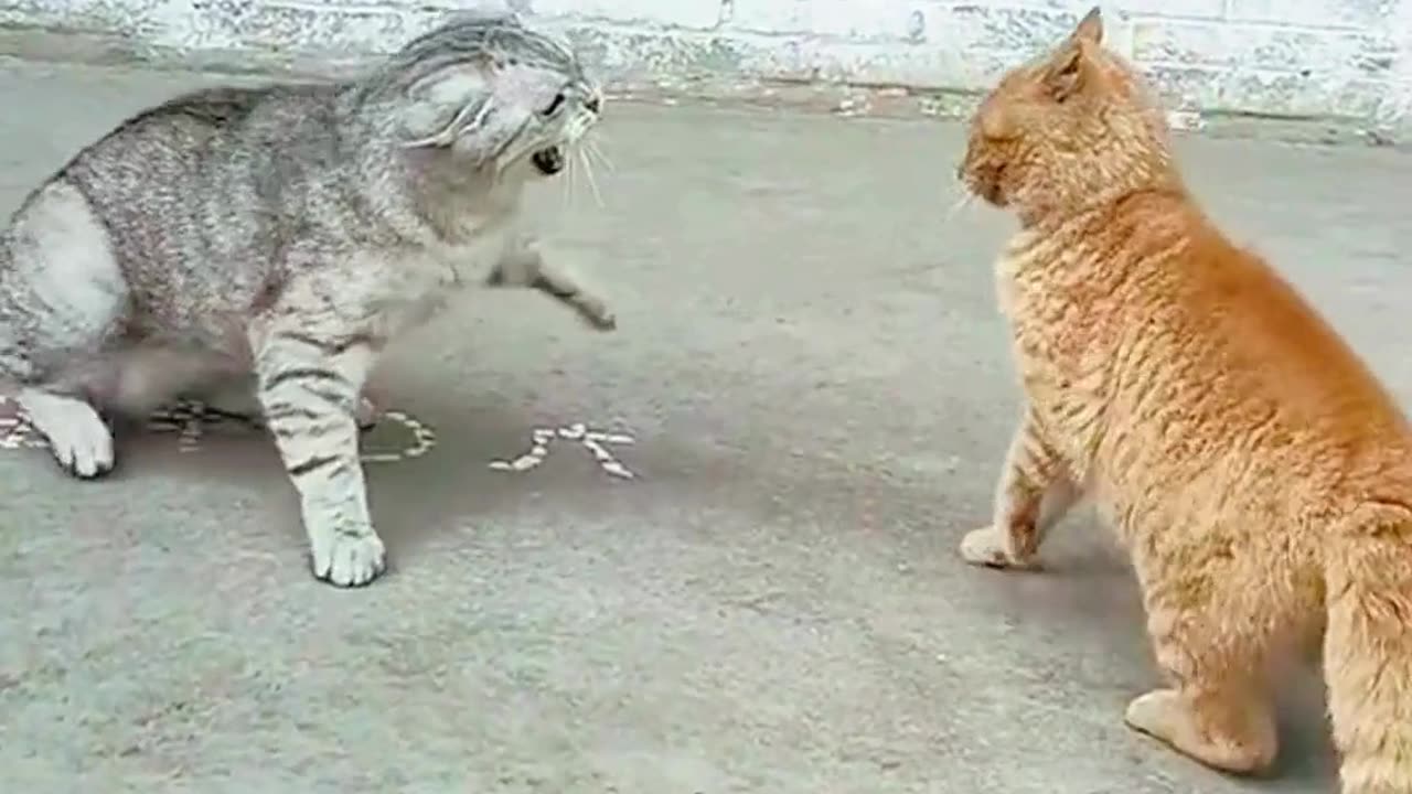 funny cats on another level