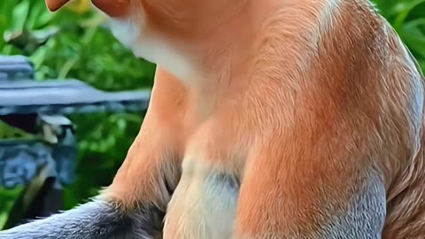 The Proboscis monkey