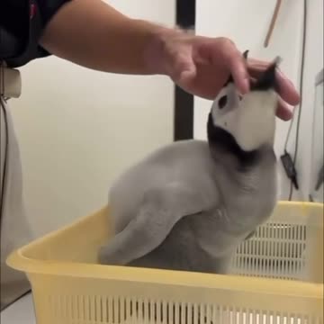 Weighing of a baby king penguin