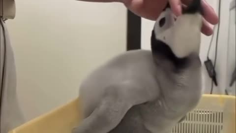 Weighing of a baby king penguin