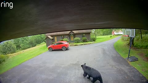 Bear Gets Into Unlocked SUV