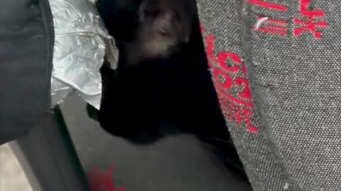 A Candid View Of Precious Piper at Work - My Adopted Shelter Cat Vlog #shorts