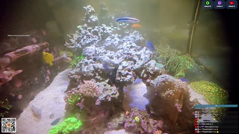 24/7 Real Live Reef Stream