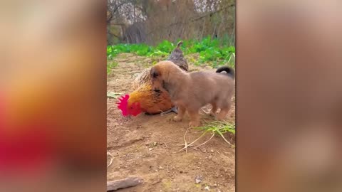 Real-Life Animal Hero Saves Human in Need – Shocking Footage 🙏🐕