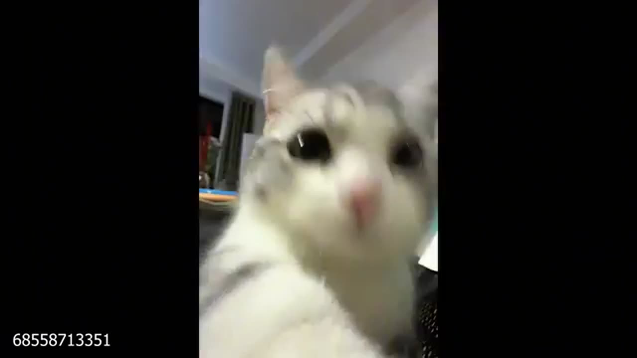 Cats Are The CUTEST in the World 🤣 | Funny Cat Videos 2025 🐱✨