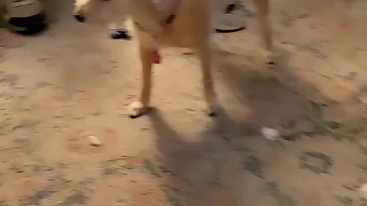 Daisy Stole the Toy
