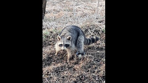 Backyard racoon