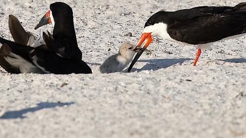 Black Skimmer Colony, Day Six of Hatching