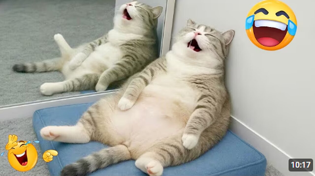 Hilarious CATS 🐱 and DOGS 🐶 Funny Animal Videos 2025 🤣 Try Not To Laugh😜 #
