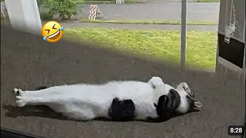 Silly Cats Take Over the Internet! 😹 Funny Cat videos 2025