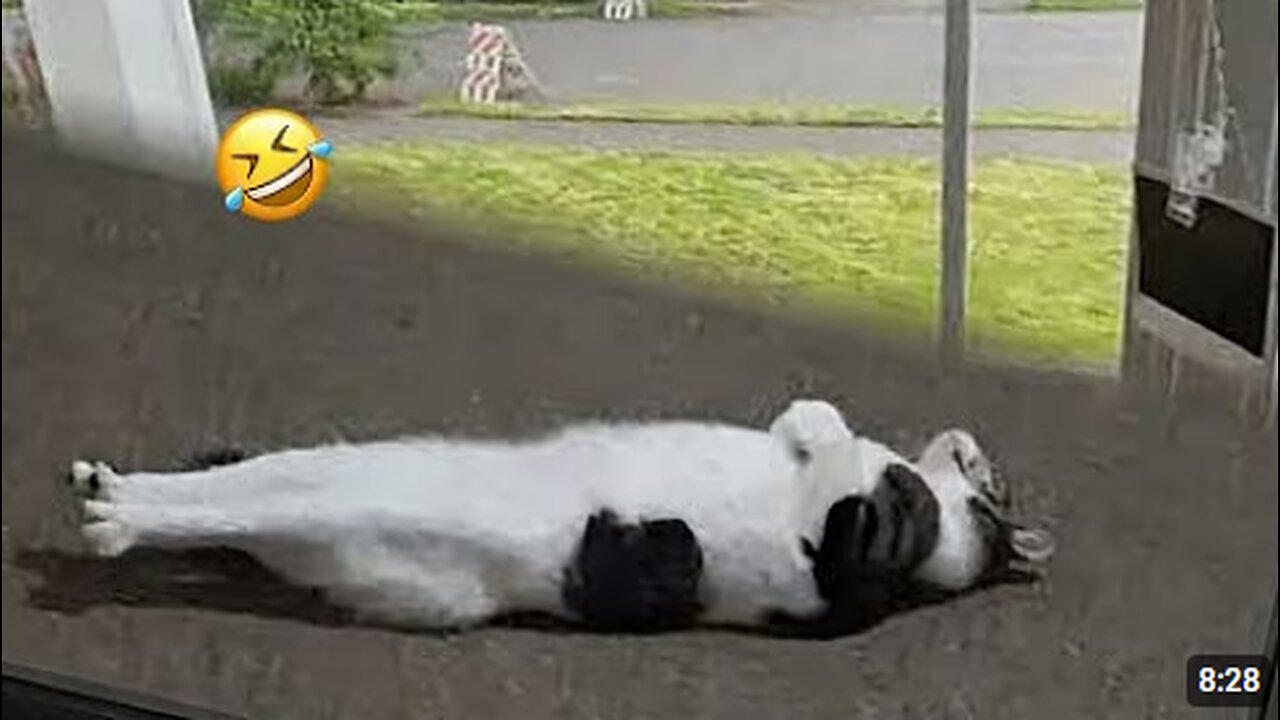 Silly Cats Take Over the Internet! 😹 Funny Cat videos 2025