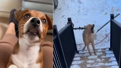 😂 Funny Dog Videos Compilation 2025 | Cutest & Funniest Dog Moments Ever! 🐶🤣