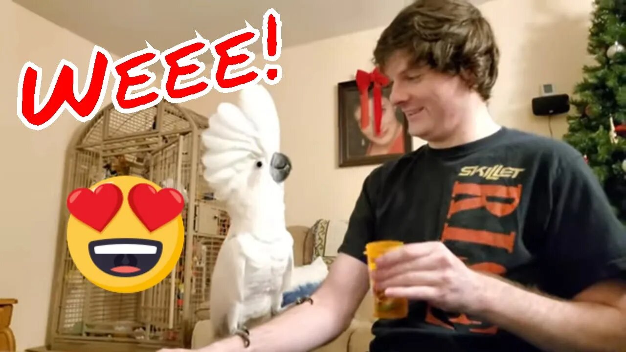 Fun With Onni The Cockatoo and Family! (and night nights routine)