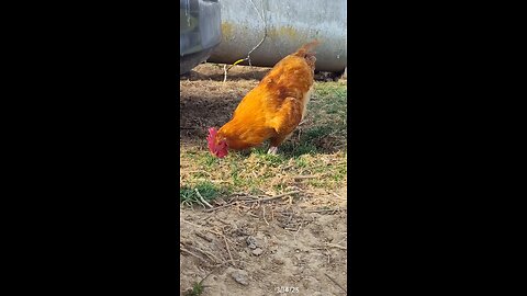 He has some gorgeous coloring!