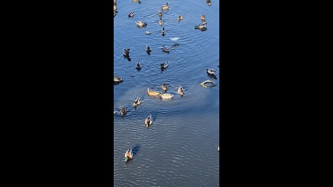 Mallard Ducks 🦆 & Egret #mallardducks #shorts #viral #followme #trending #egret