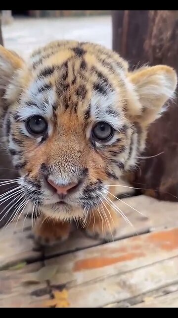 The saddest tiger cub!