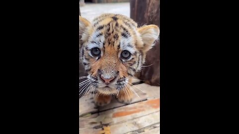 The saddest tiger cub!