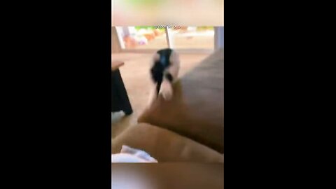 Funny Cats, Funny Cat Videos, Cats