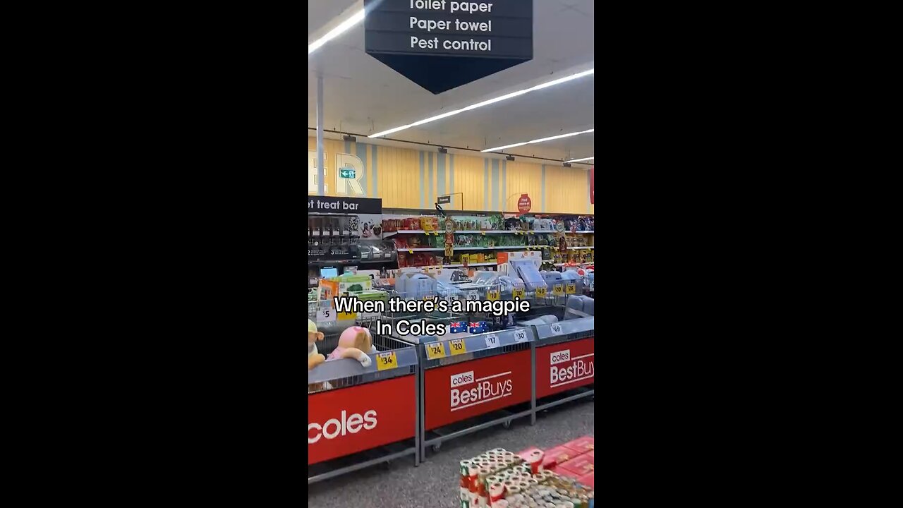 Bird in super market Australia