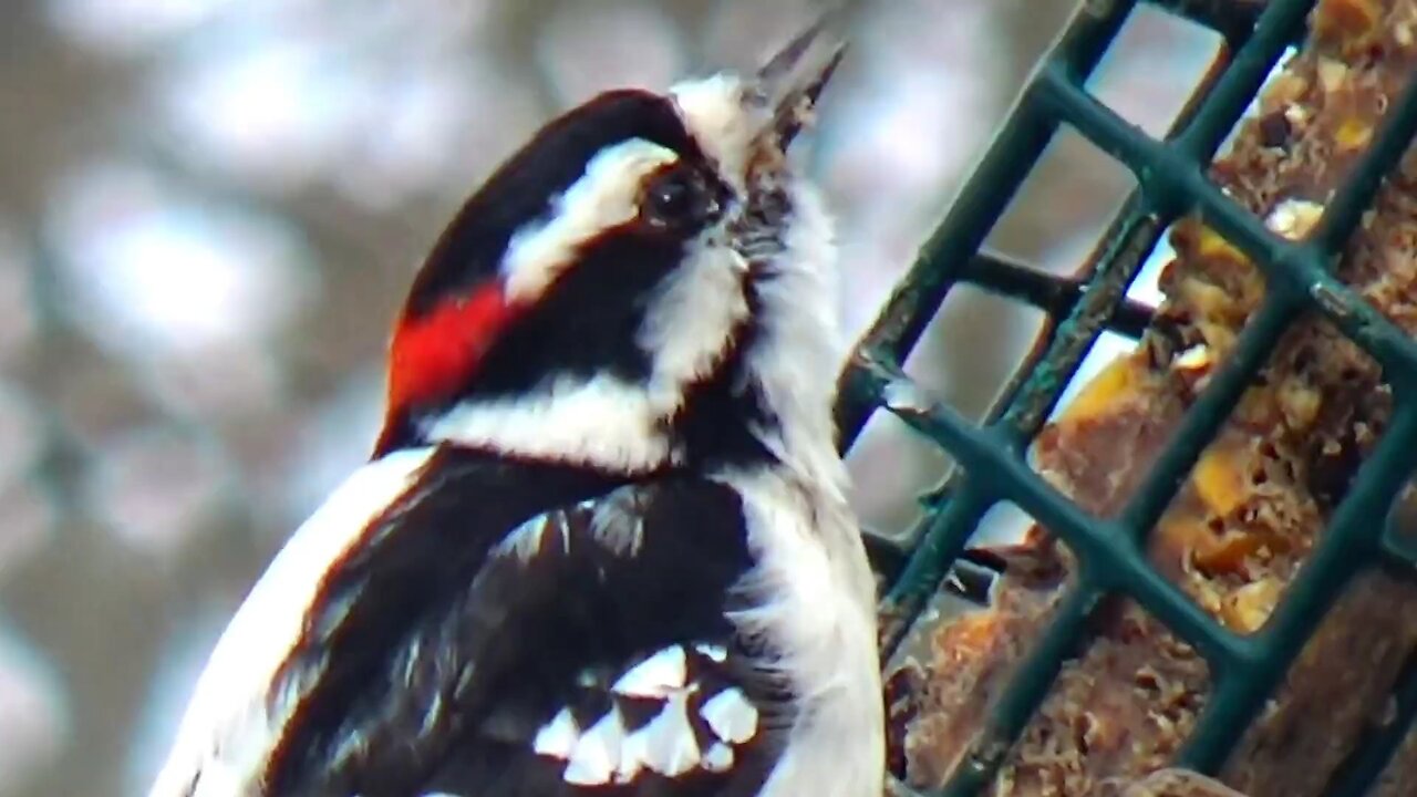 Downy Woodpecker