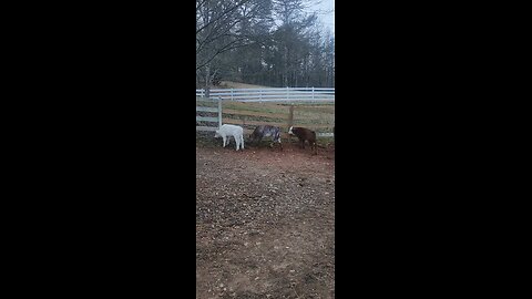 3 Shorthorn Plus Steer Calves Under 6 Weeks Old
