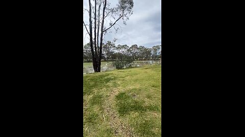 🐶 Morning Walks 🥰