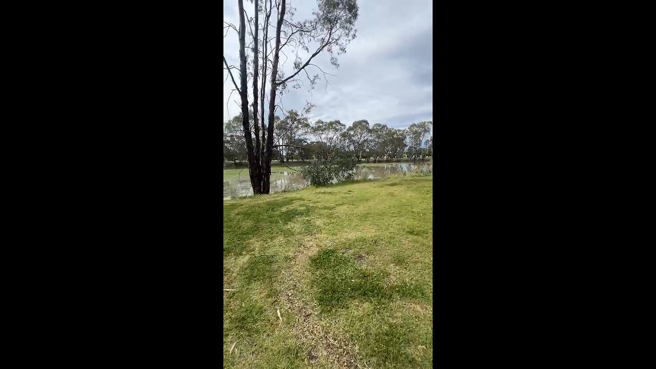 🐶 Morning Walks 🥰