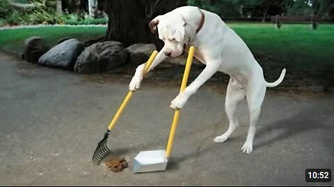 When Dog Completely Forgets He’s a Dog 🐶😂 Funny Dog Videos 2025