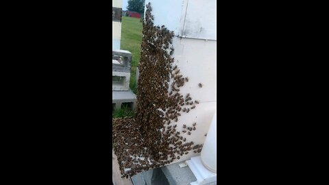 cleaning the hive and grooming