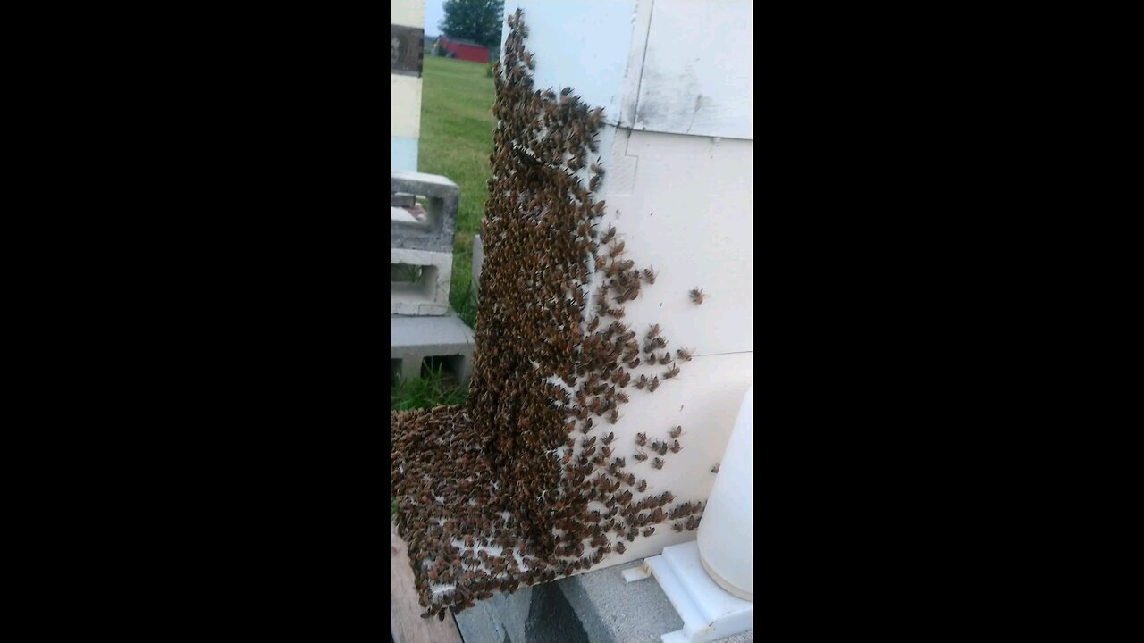 cleaning the hive and grooming