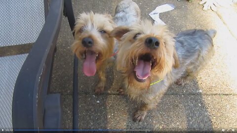 Batman & Chewy Top-Dog Battle! #batman #yorkie #funnydogs