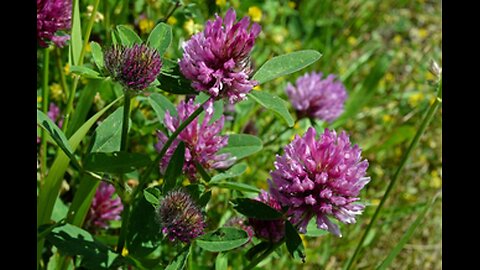 Red Clover