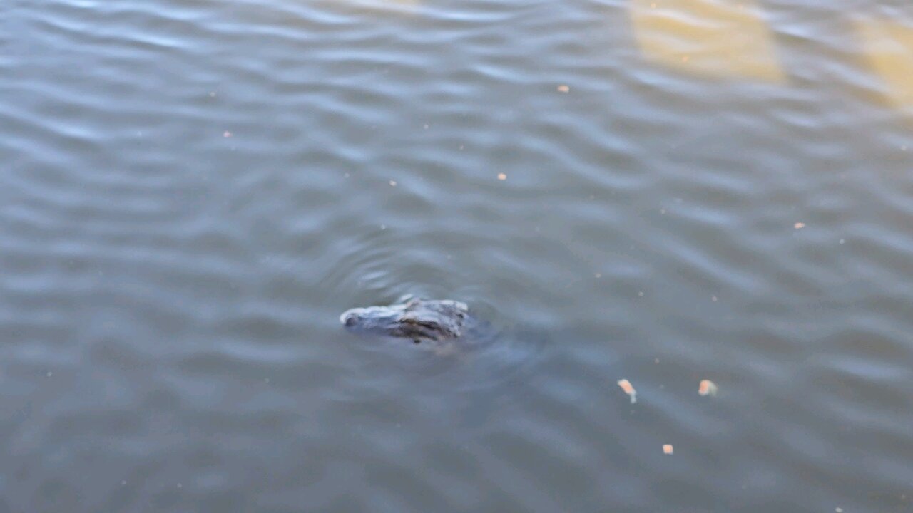 Al the Gator eats bread