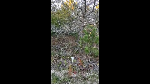 Nature 🍄‍🟫🍃🌲🍄 trail in Barnegat Light, New Jersey