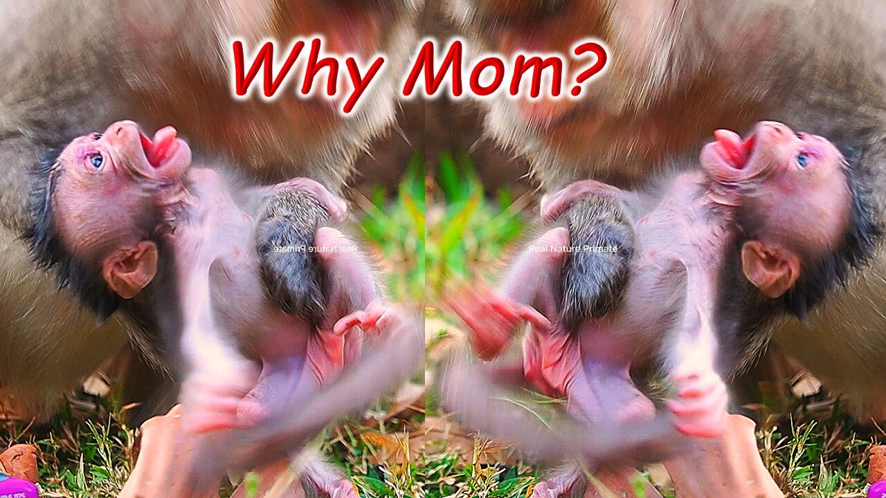 Why Mom Did Like This Again To Baby Monkey BABETTE