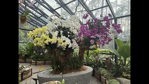 #orchids park