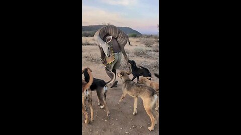 Hadzabe tribe successfull hunting