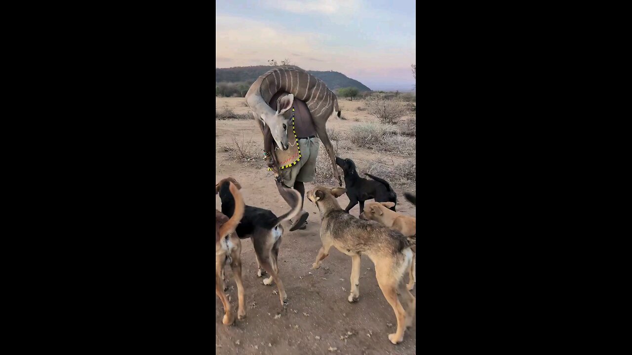 Hadzabe tribe successfull hunting