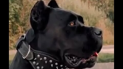 DOGS MORE DANGEROUS THAN A PITBULL 🐶