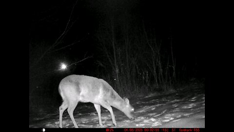 Deer Cam 01-08-2025