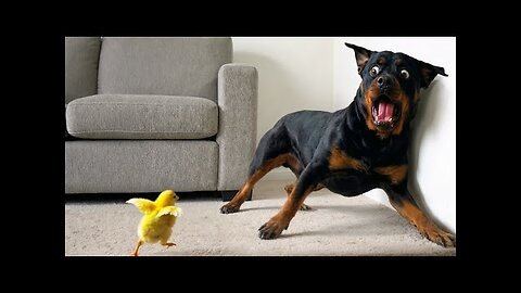 Cute Baby Animals Turn Into Little Comedians 😂 | Funniest Animal Videos Ever