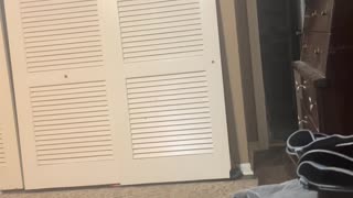 😂🌙 Midnight Craving: Animal's Wild Night Out! | FunFM